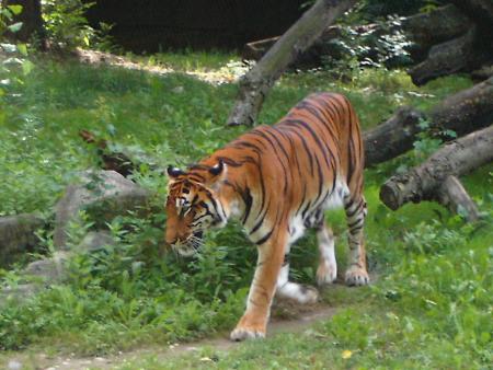 le tigre