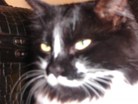 pounie